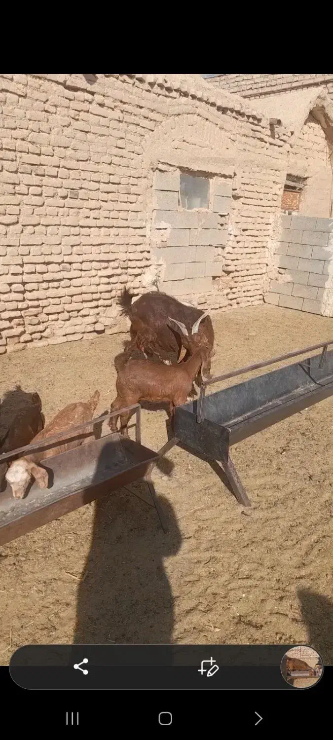 ۴ راس بز جملی|حیوانات مزرعه|گناباد, |دیوار