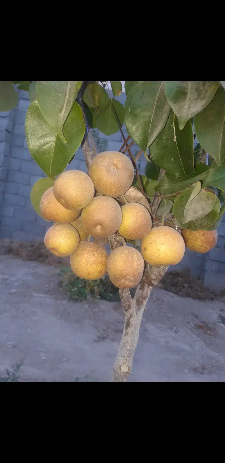 زمین مسکونی چهار دیواری مناسب خانه باغ در پیربکران|فروش زمین و ملک کلنگی|پیر بکران, |دیوار