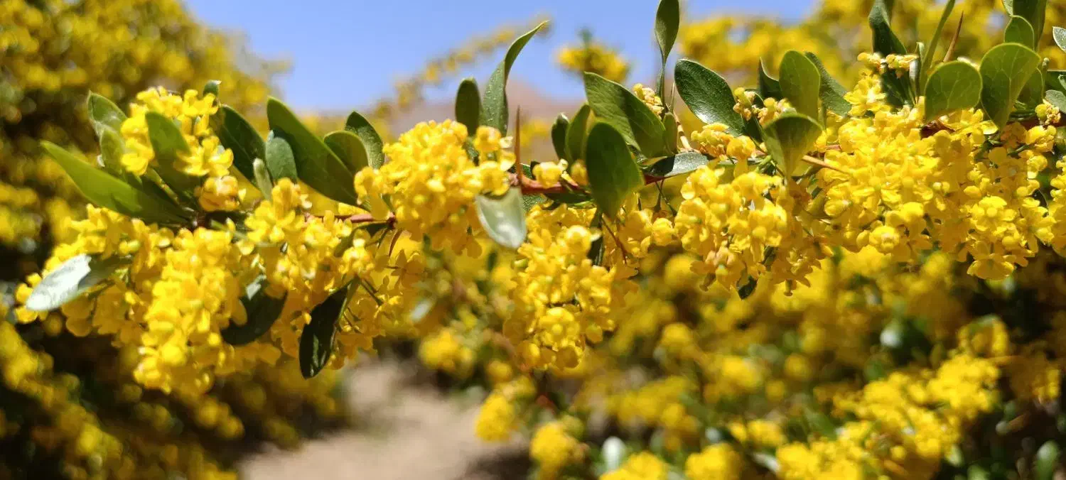 عسل طبیعی عناب و زرشک  خراسان جنوبی|خوردنی و آشامیدنی|زیرکوه, |دیوار