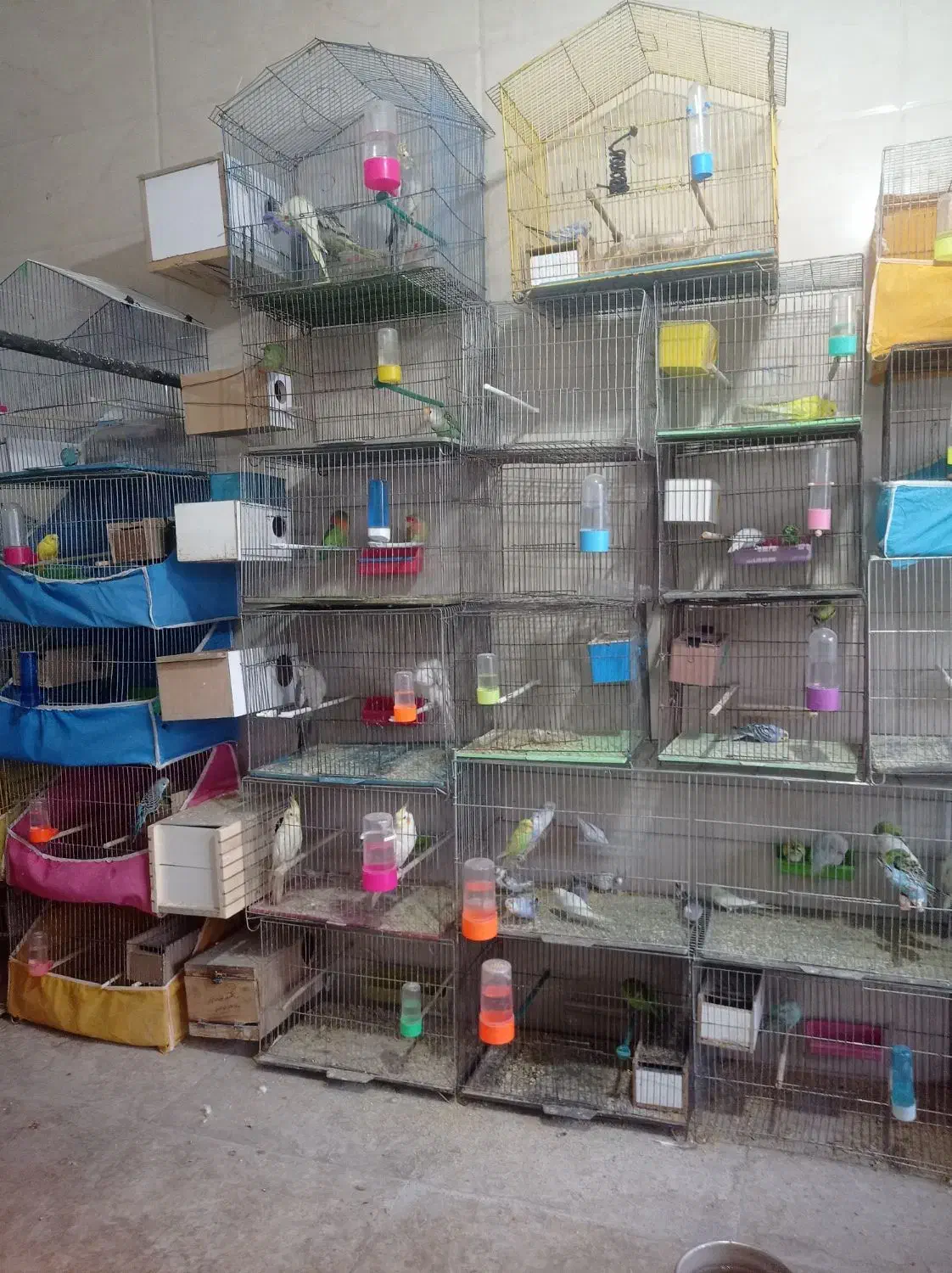 فروش انواع پرنده|پرنده|ایذه, |دیوار