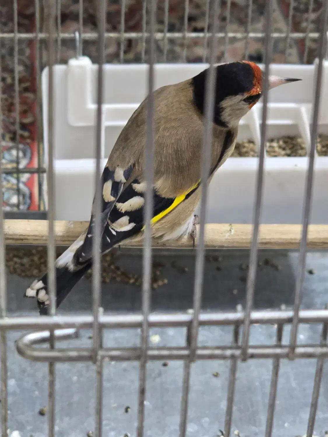 سهره نر سیاه سر|پرنده|تهران, طیب|دیوار