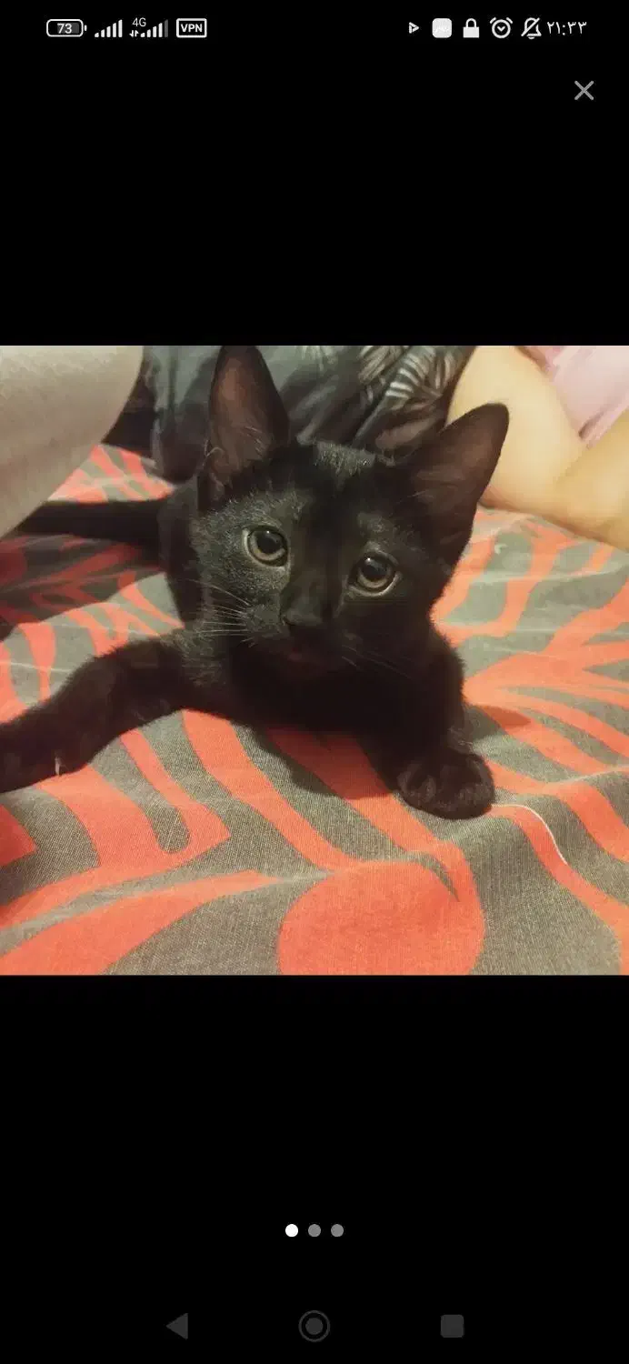 واگذاری گربه|گربه|گرگان, |دیوار