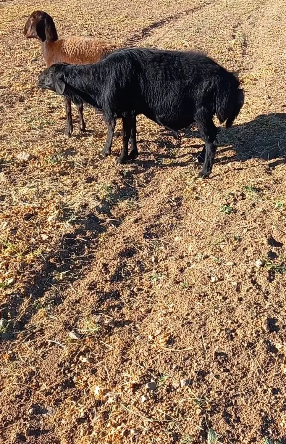 قوچ قره قزل رنگ زغالی با پرش|حیوانات مزرعه|زنجان, |دیوار