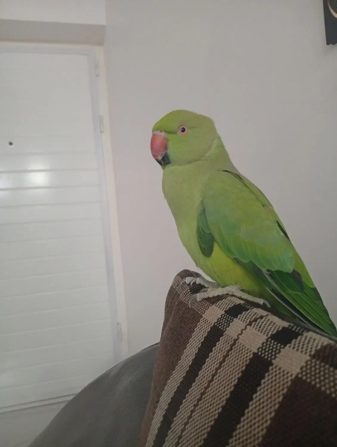 طوطی ملنگو آشتی خانگی حرف نمیزنه ولی بازیگوش هست|پرنده|منوجان, |دیوار