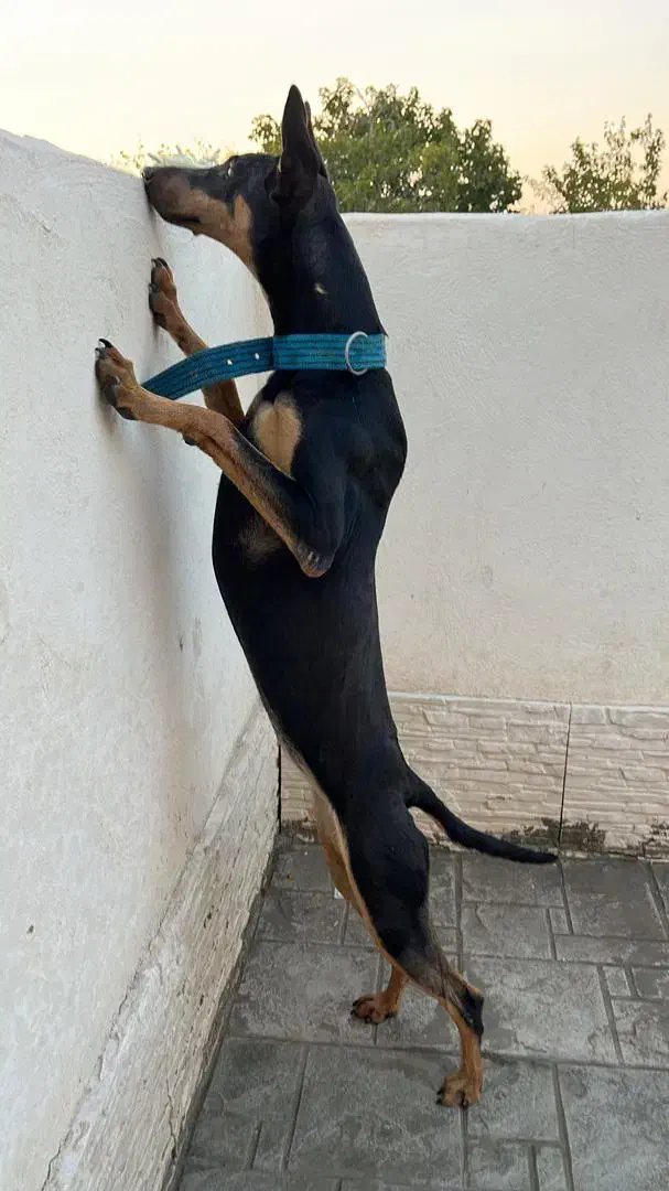 جهت کشش|سگ|کرج, حسین آباد (اکبر آباد)|دیوار