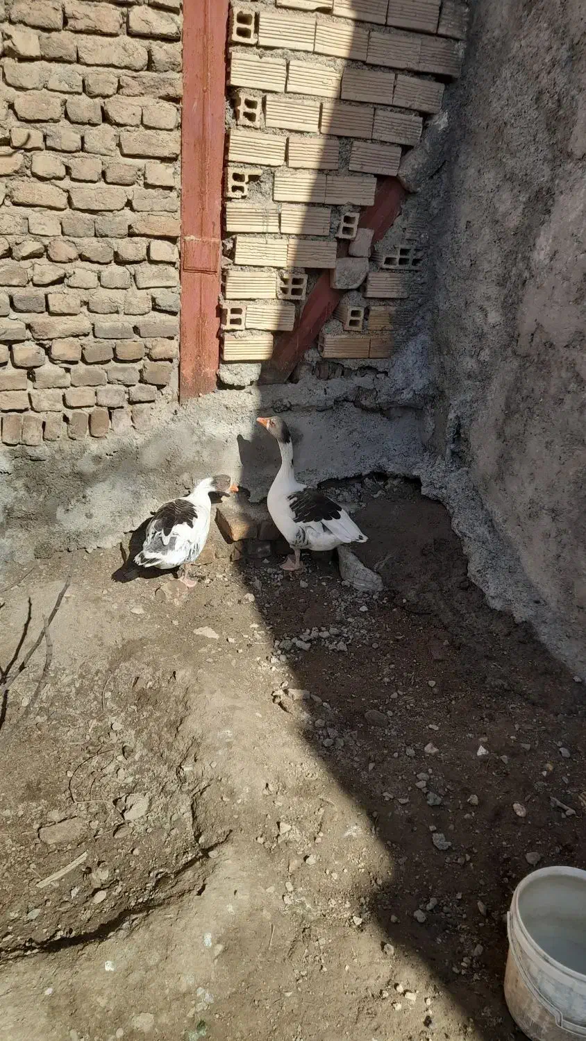 غاز|حیوانات مزرعه|سیلاخور, |دیوار