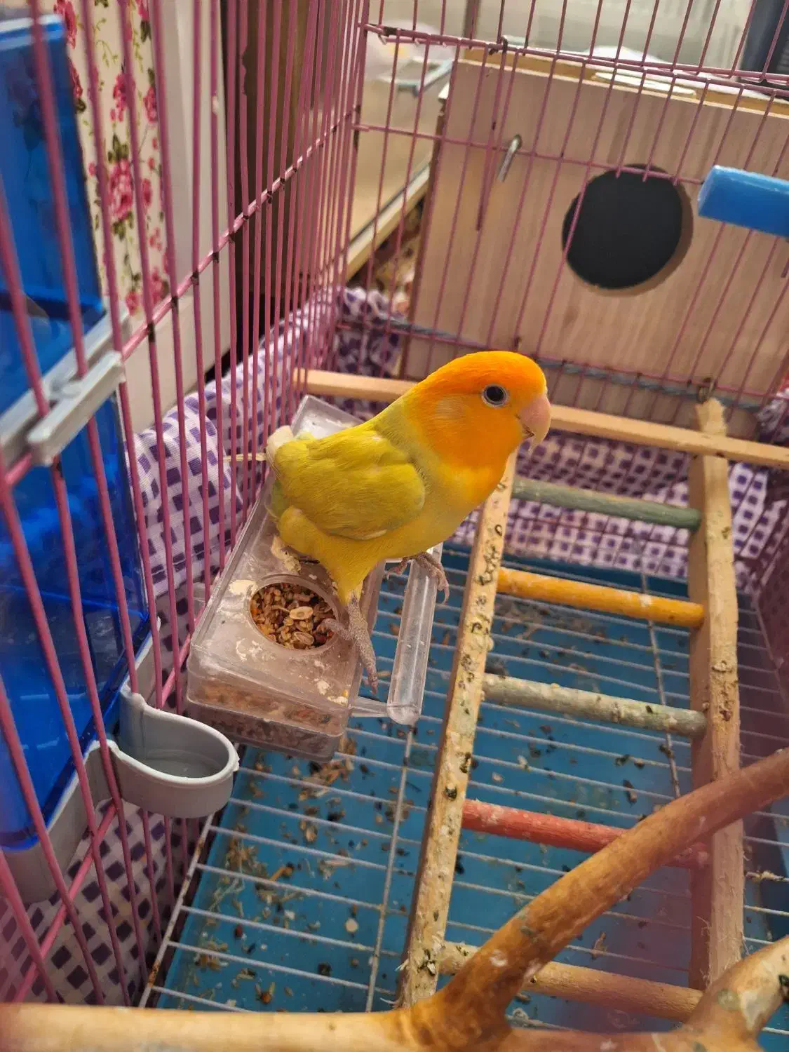 طوطی کوتوله برزیلی|پرنده|اهر, |دیوار