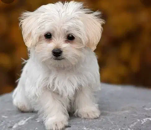 سگ شیتزو 6 ماهه|سگ|رشت, جهاد|دیوار