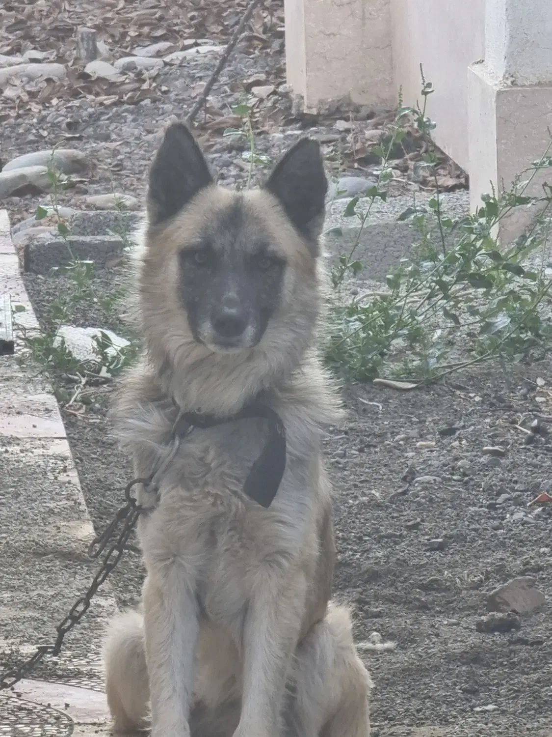 ژرمن سفید و طلایی بسیار اصیل|سگ|ماهدشت, |دیوار