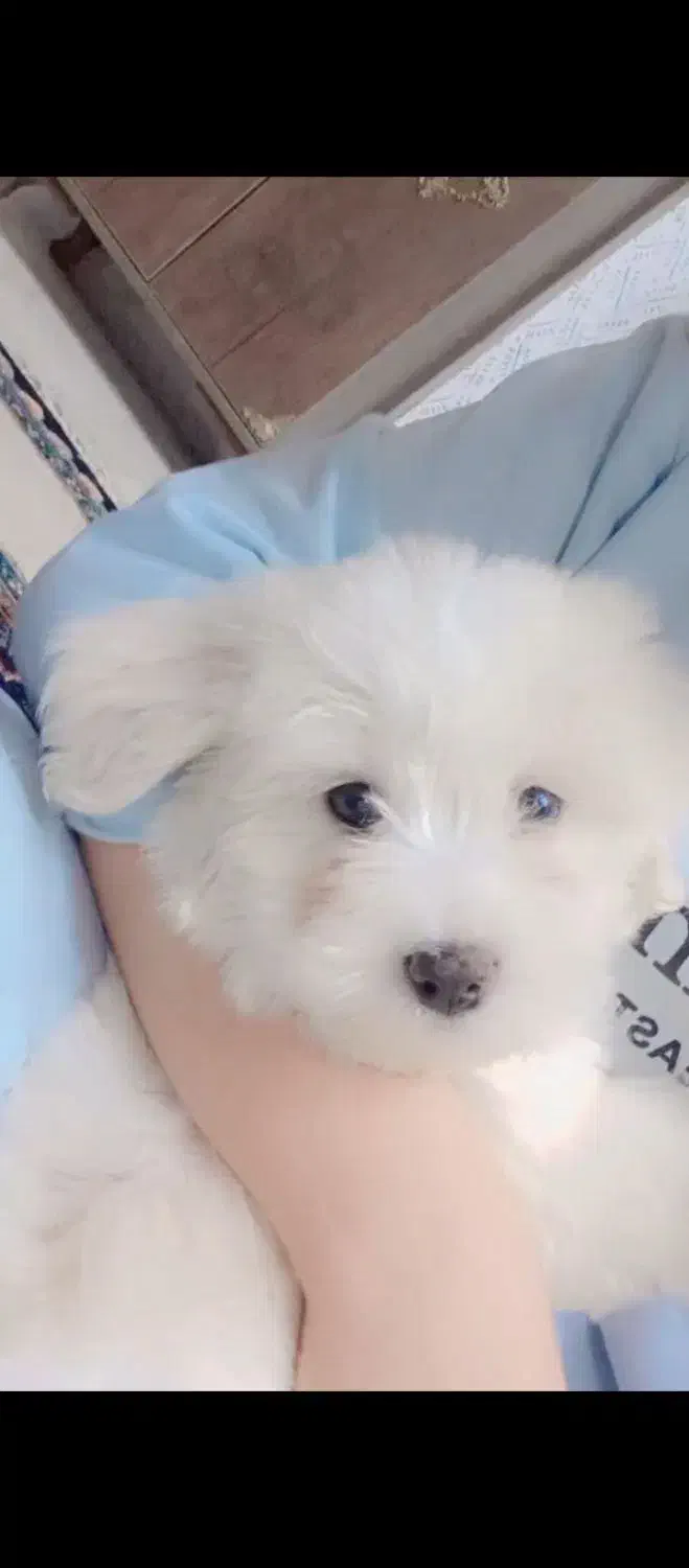 سگ شیتزو باهوش|سگ|مشهد, شهید بصیر|دیوار