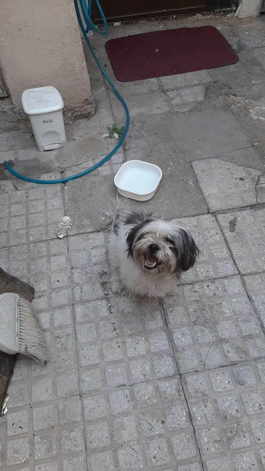 پیداشده|حیوانات|رودهن, |دیوار