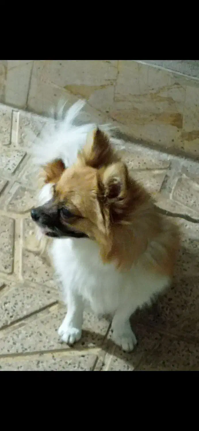 توله پامر ماده|سگ|تربت‌حیدریه, پائین ولایت|دیوار