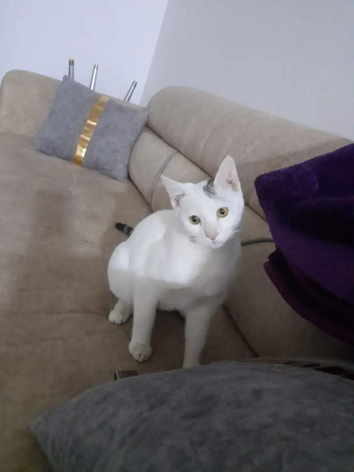 واگذاری گربه خانگی|گربه|تکاب, |دیوار