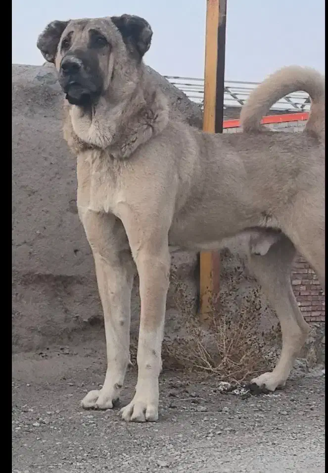بالا فری 23 ماهه دندون ها سالم چهار چوب درست|سگ|آذرشهر, |دیوار