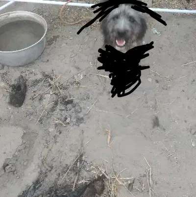 سگ پیدا شده|سگ|جیرفت, |دیوار