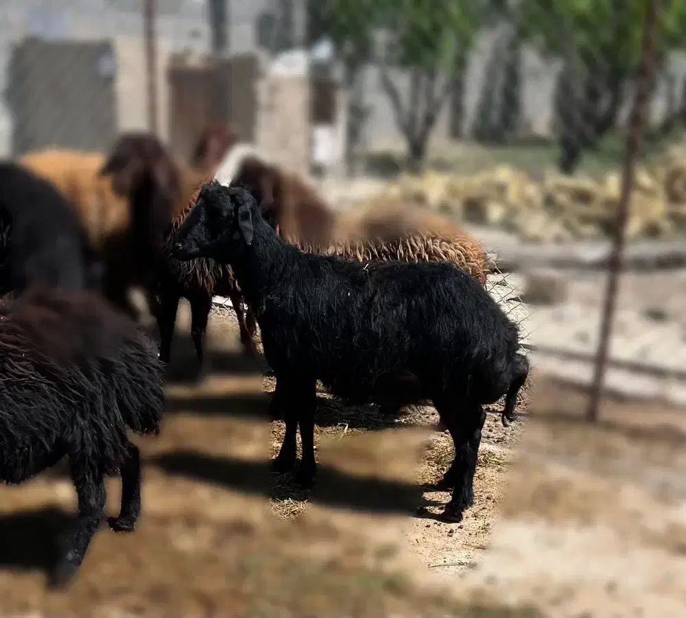 گوسفند|حیوانات مزرعه|هشتگرد, تهران دشت|دیوار