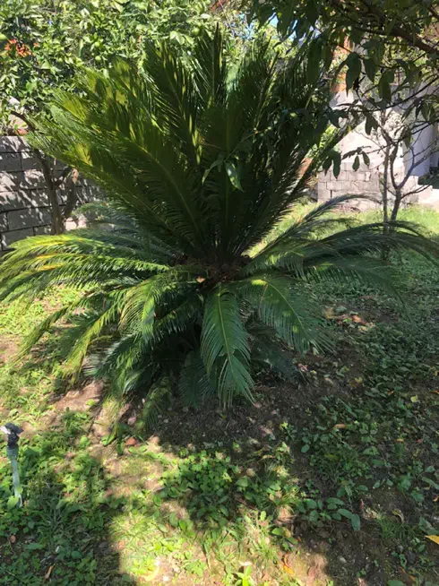 دو عدد سیکاس بزرگ|خدمات باغبانی و درختکاری|نوشهر, |دیوار