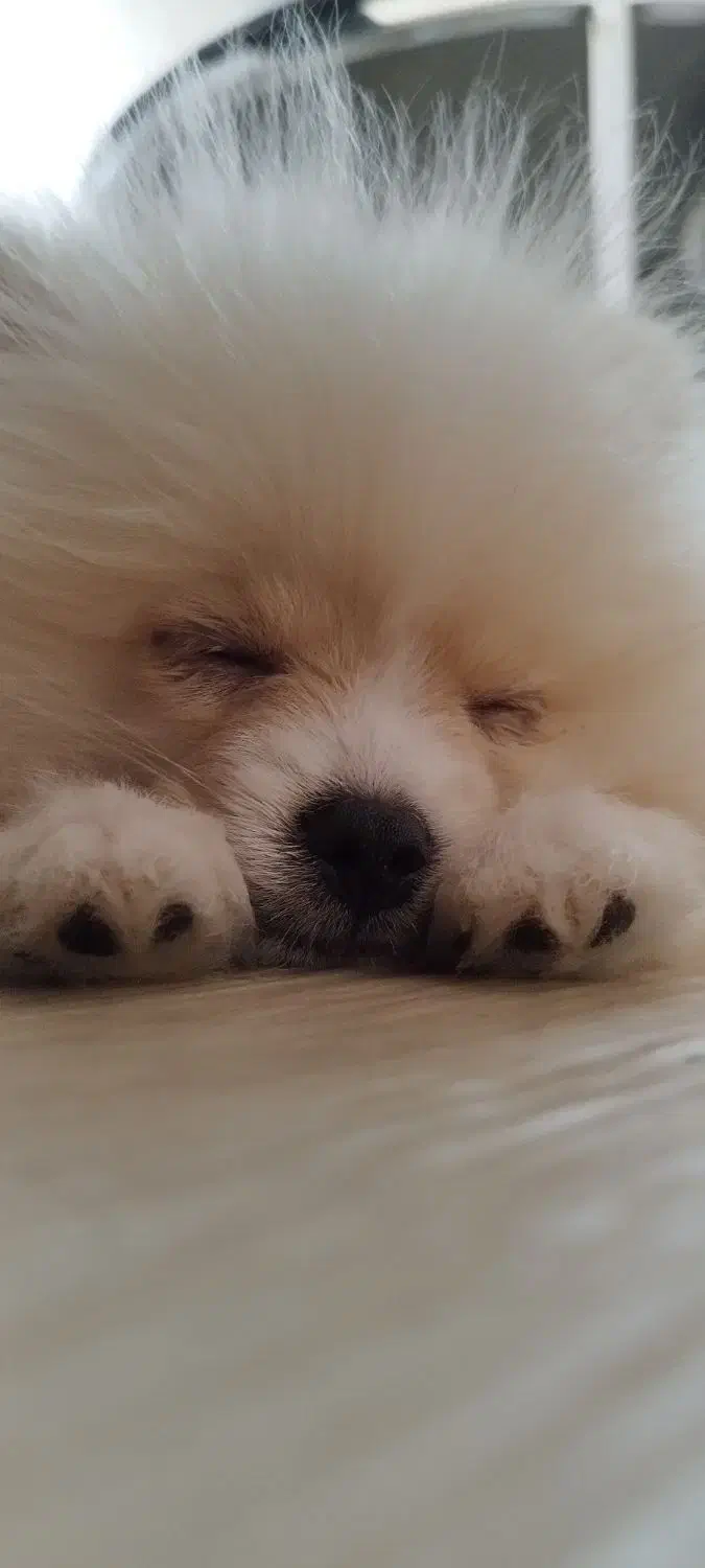 سگ پامر۱۰ماه بسیار مهربون ودوس داشتنی|سگ|مشهد, امیریه|دیوار