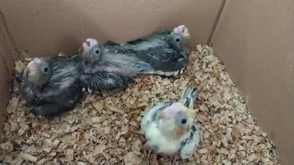 جوجه عروس هلندی سرلاکی دستی|پرنده|یزد, |دیوار