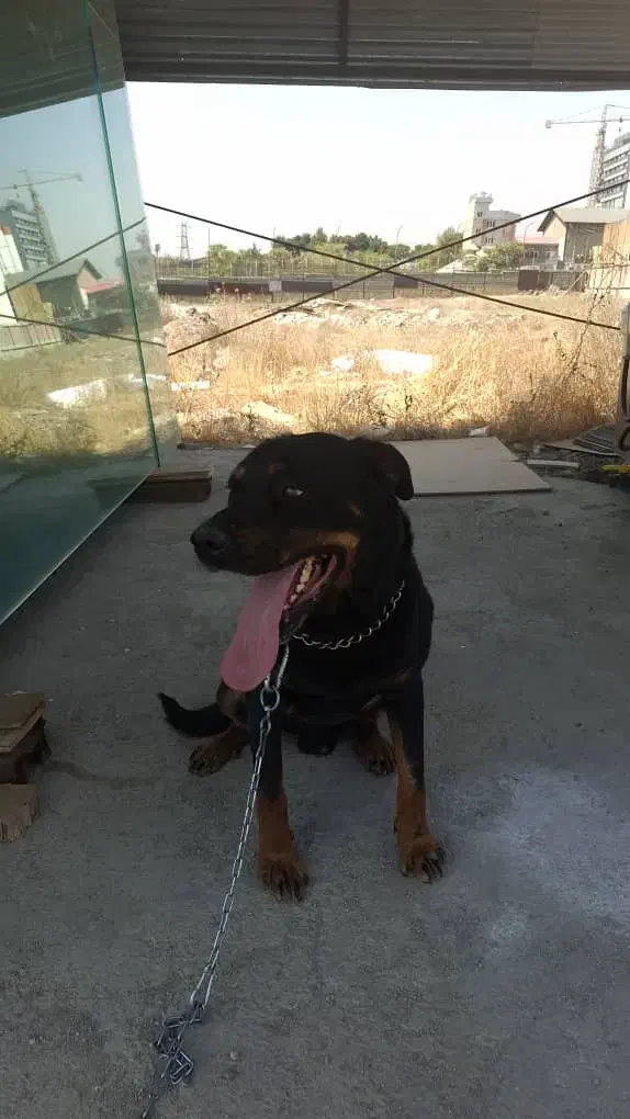 واگذاری سگ روتوایلر|سگ|بومهن, |دیوار