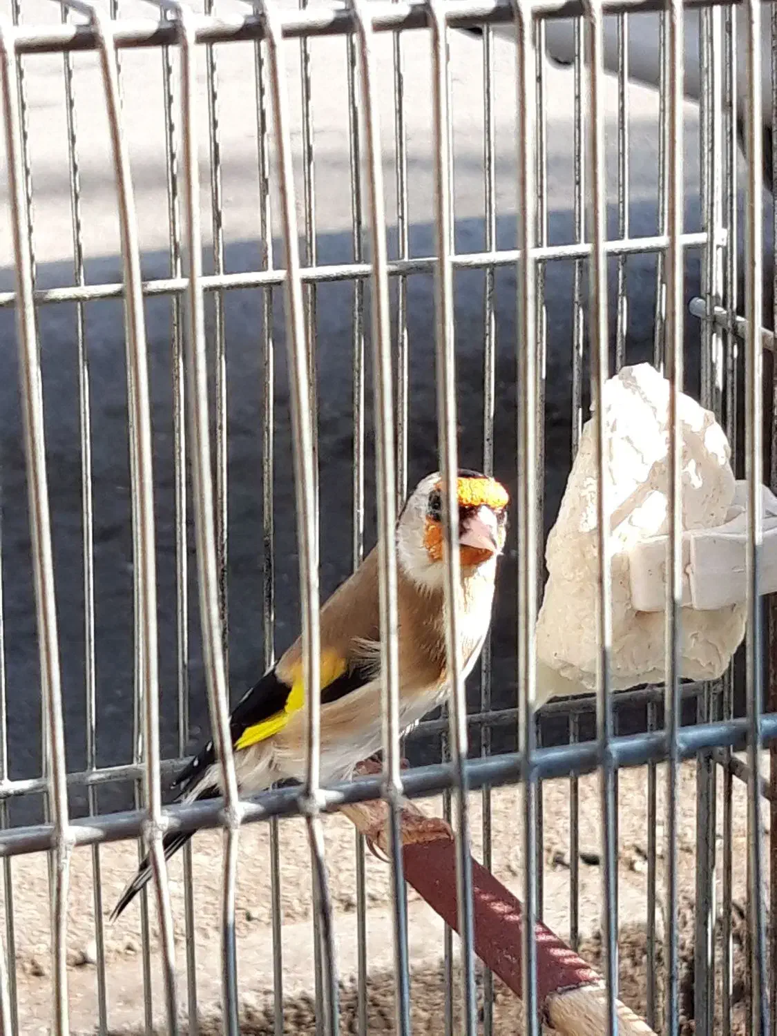 یک جفت  سهره همه چی تموم جفتی|پرنده|اردبیل, |دیوار