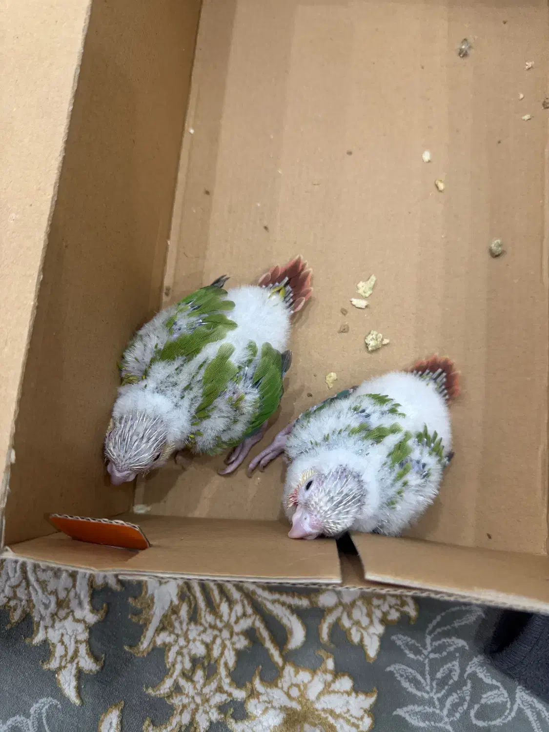 جوجه گرینچیک طوطی گرینچیک|پرنده|ری, منصوریه منگل|دیوار