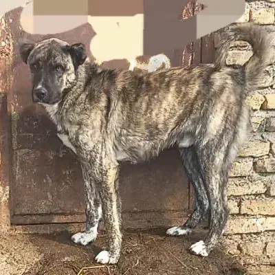 سگ سرابی|سگ|فیرورق, |دیوار