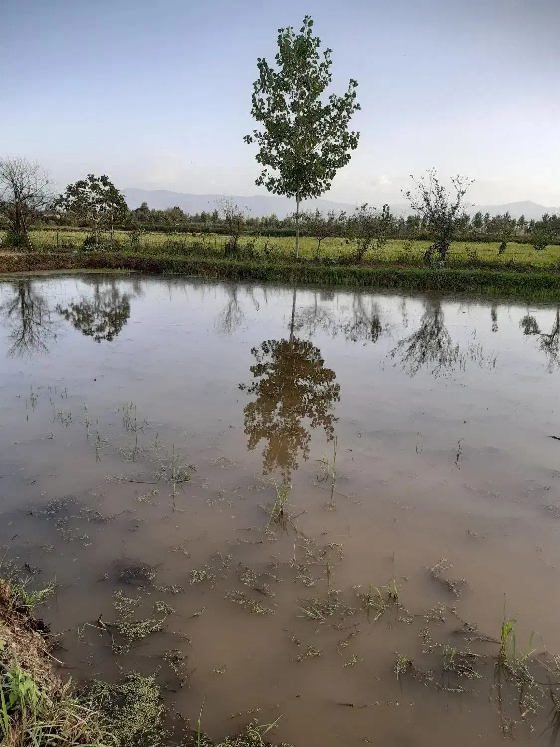 فروش زمین ۲ هزار متری کاملا مسکونی|فروش زمین و ملک کلنگی|رشت, باهنر|دیوار