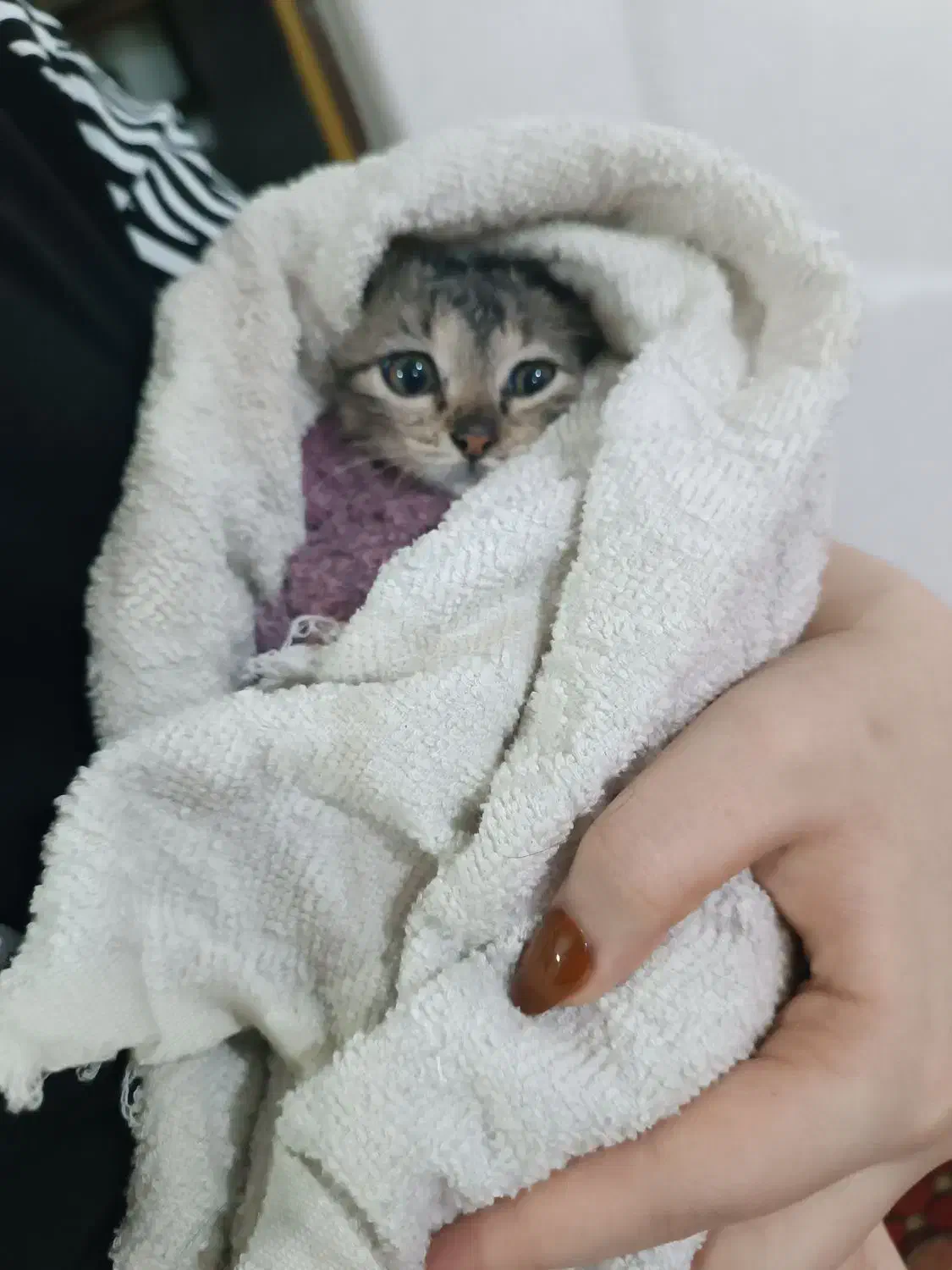 دو بچه گربه نرو ماده|گربه|باسمنج, |دیوار