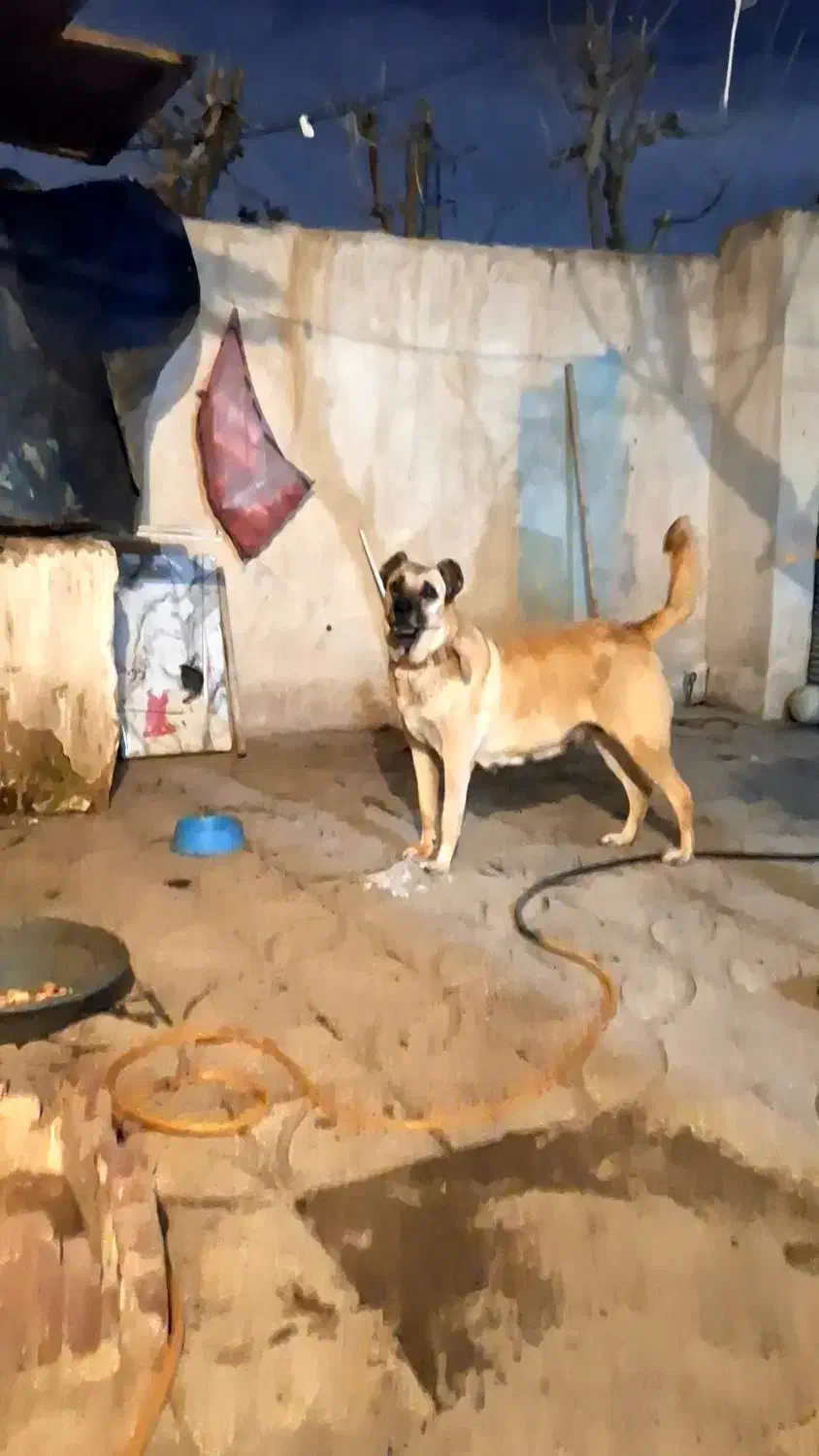 ماده سرابی اصیل|سگ|فردیس, شهرک شهید حسینی|دیوار