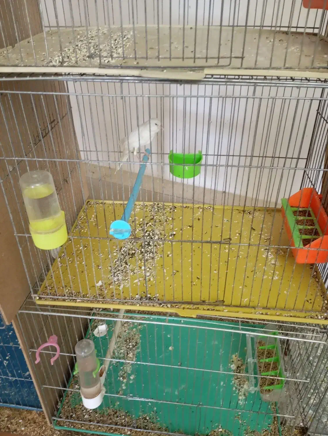 قناری ماده سوپر|پرنده|پیر بکران, |دیوار