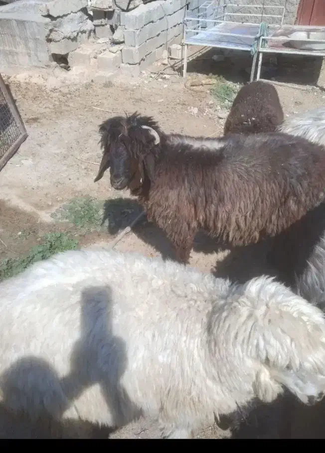 فروش 10راس بره نر و ماده|حیوانات مزرعه|شیراز, تندگویان|دیوار