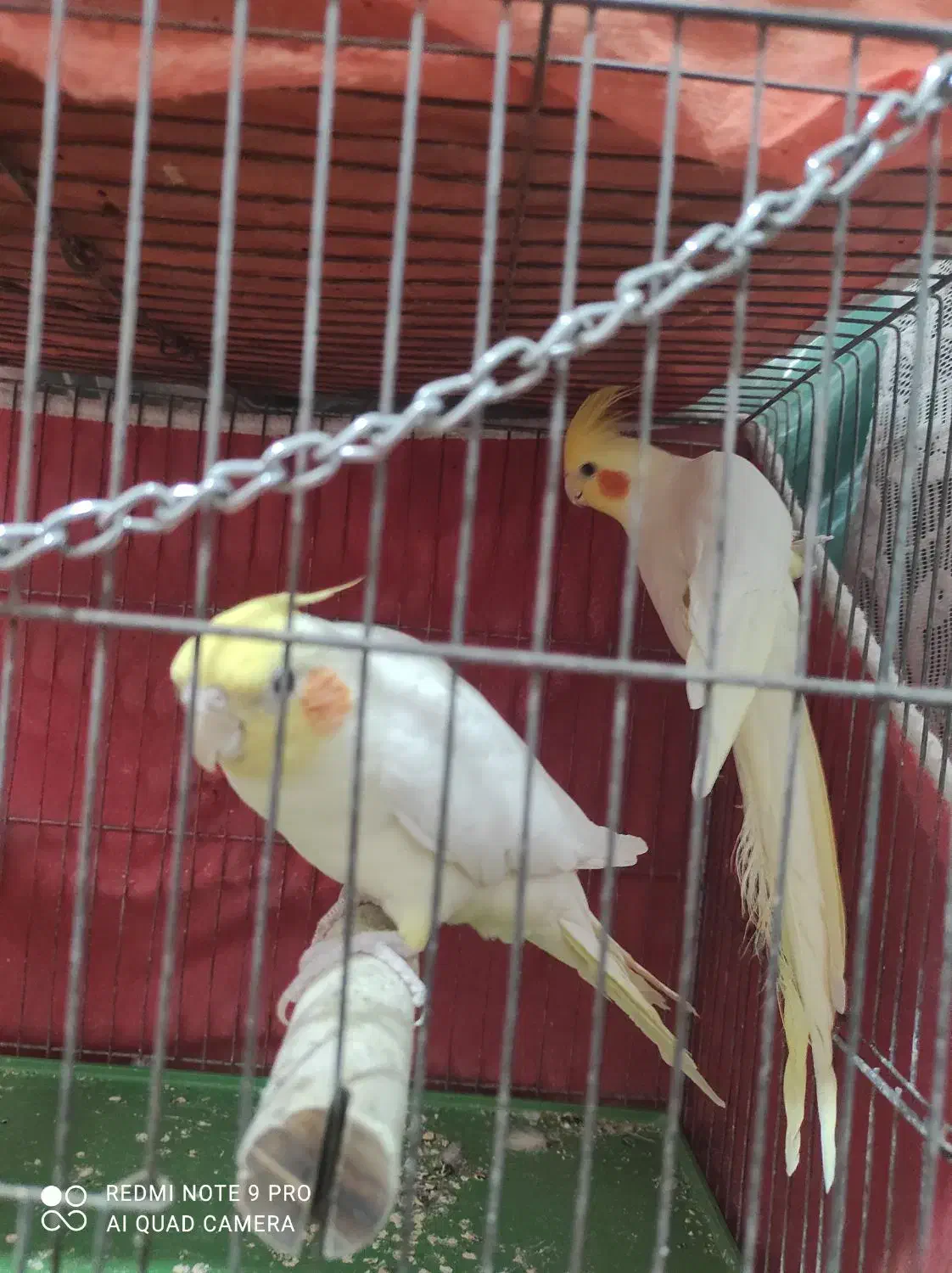 فروش عروس هلندی شیطون بازیگوش|پرنده|برخوار, |دیوار