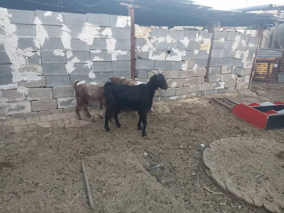 بز خارجی کهره دار و بز آبستن سرگلون|حیوانات مزرعه|شیراز, فرودگاه شهید دستغیب شیراز|دیوار