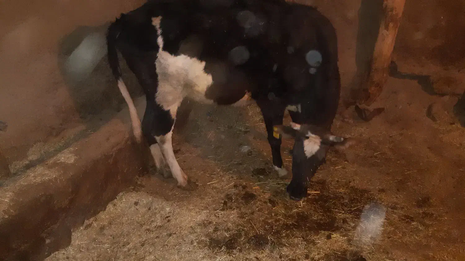 گاو ابستن ۲ شکم|حیوانات مزرعه|حسین آباد, |دیوار