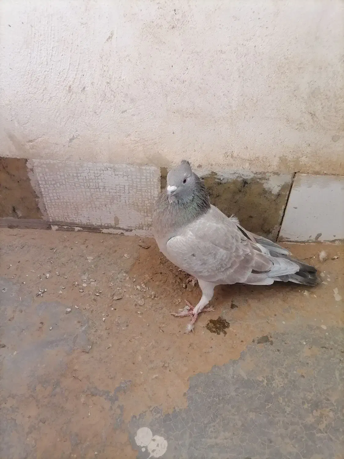 پیدا شده است|حیوانات|سبزوار, قصبه غربی|دیوار