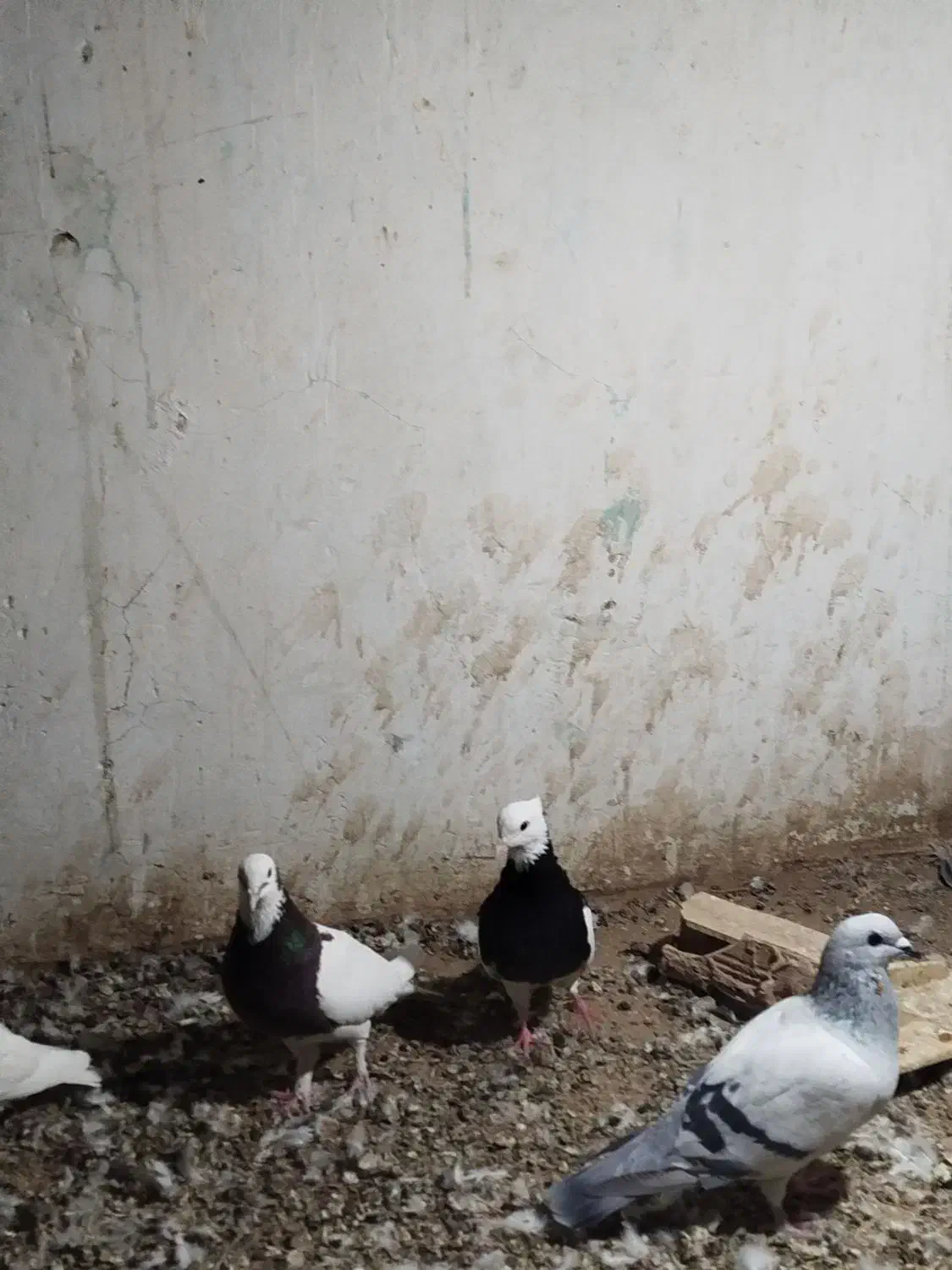 کبوتر|پرنده|تربت‌حیدریه, بالا ولایت|دیوار