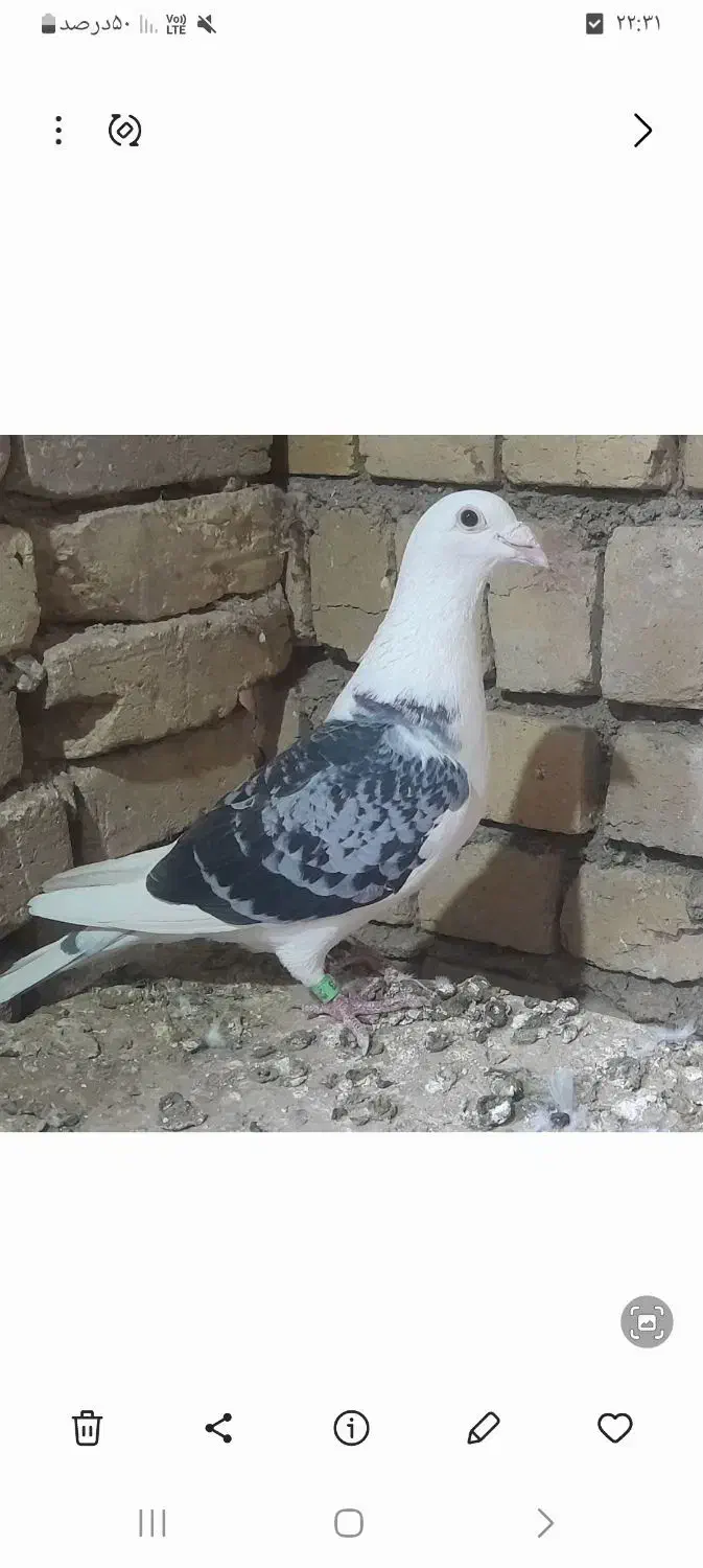 پشدار پلاکی|پرنده|بشاریات, |دیوار