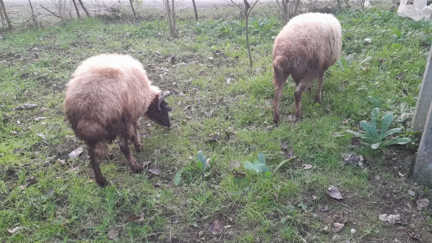 گوسفند|حیوانات مزرعه|اطاقور, |دیوار