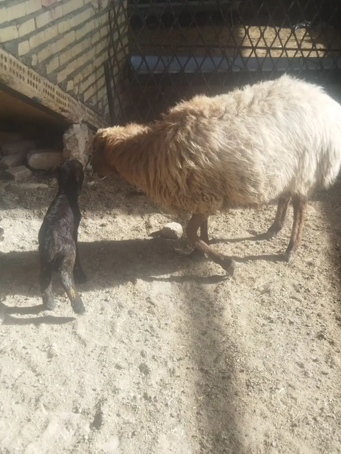 میش زاییده|حیوانات مزرعه|فریمان, |دیوار