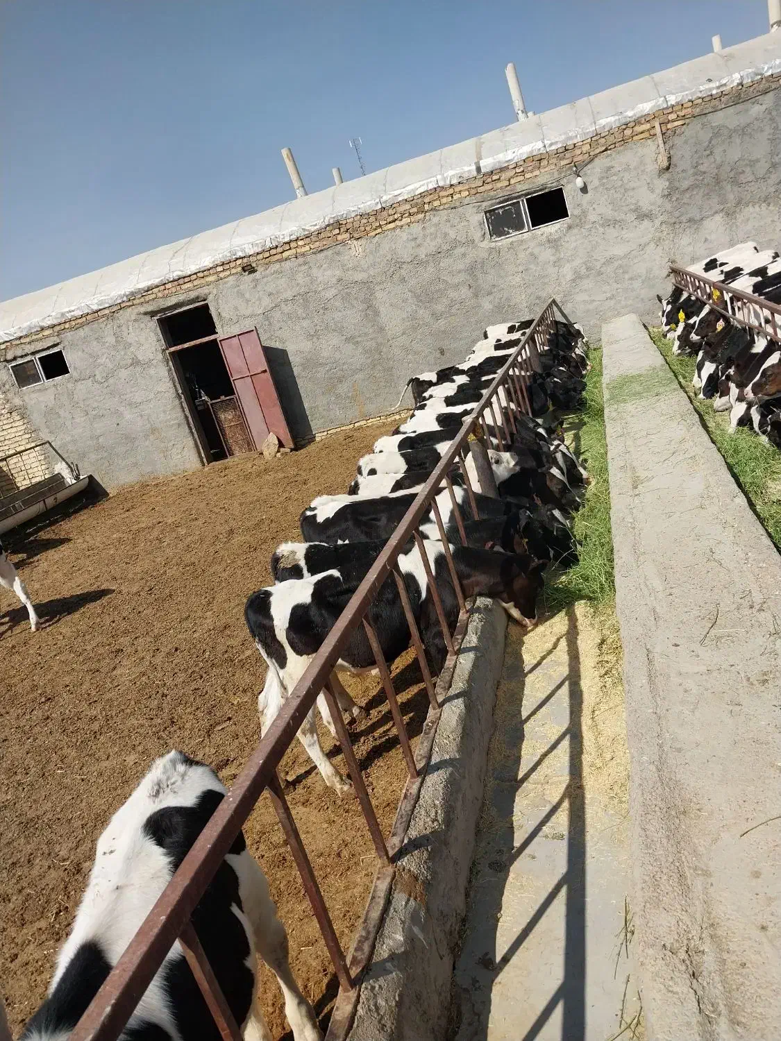 کوساله قطع شیر مناسب پروار|حیوانات مزرعه|اراک, |دیوار