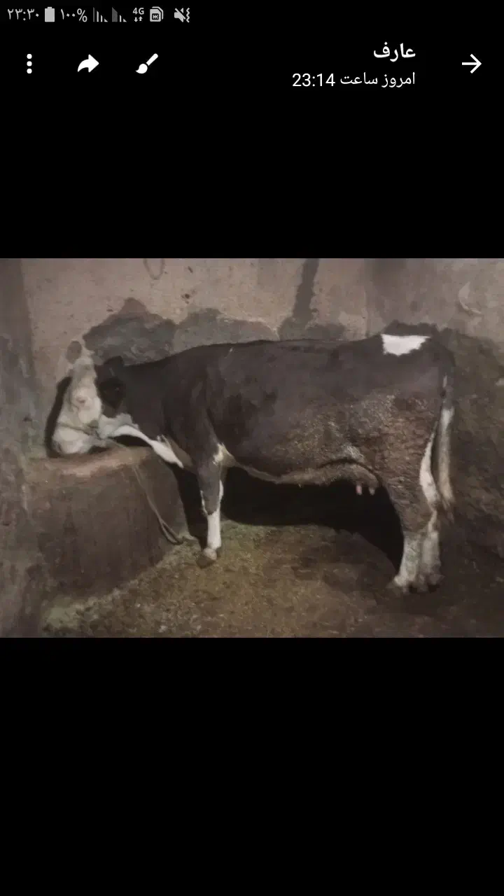 گاو سمینتال|حیوانات مزرعه|دهگلان, |دیوار