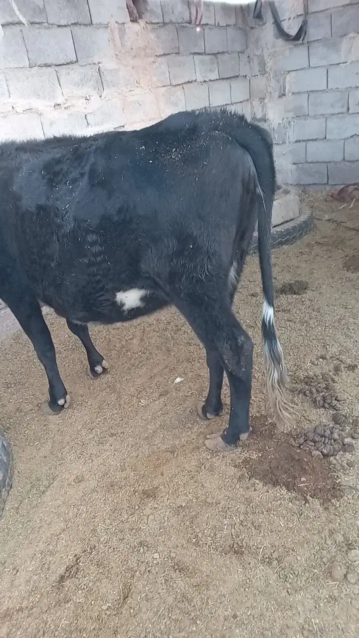 گاوابستن سنگین ۸ ماه|حیوانات مزرعه|دهبکری, |دیوار