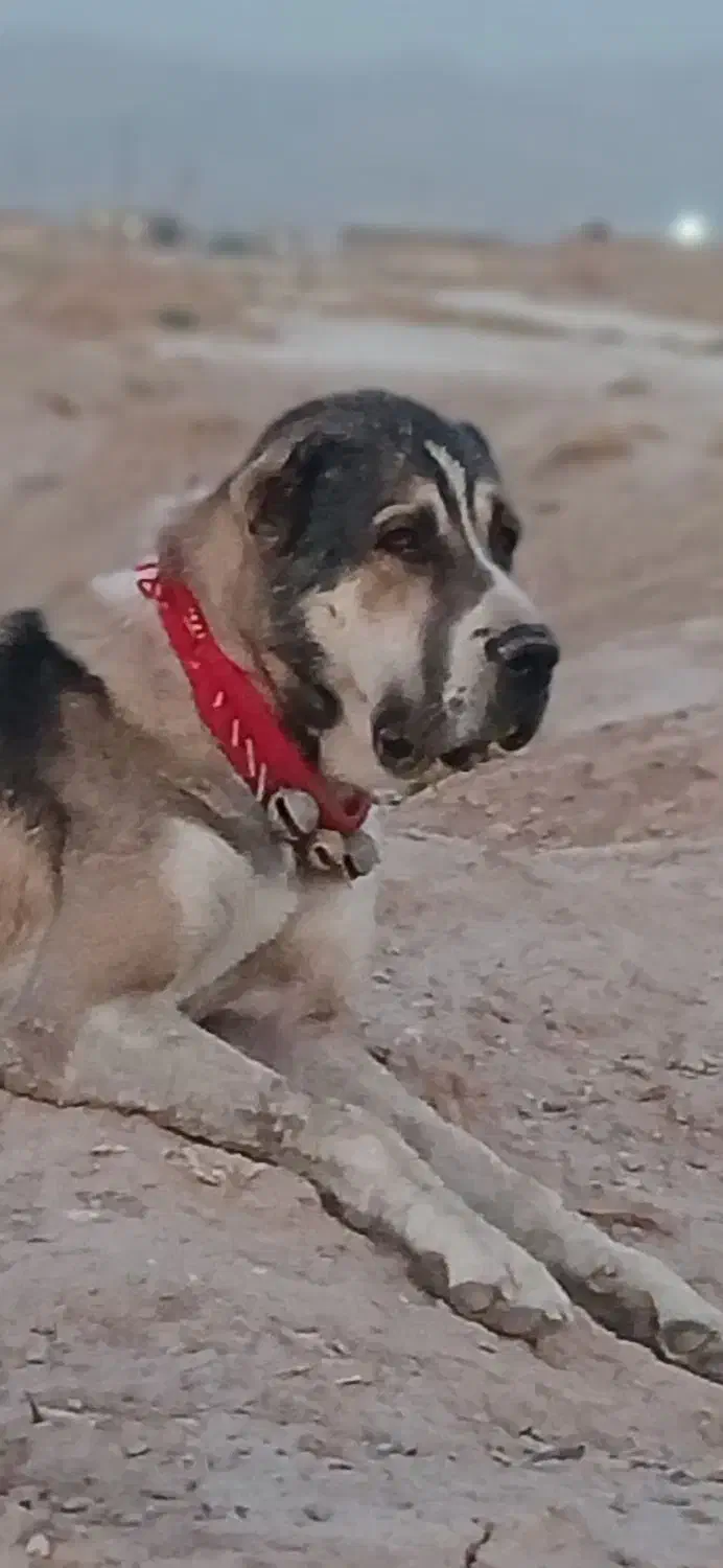 واگذاری لاس آلابای|سگ|مرودشت, رودبال|دیوار