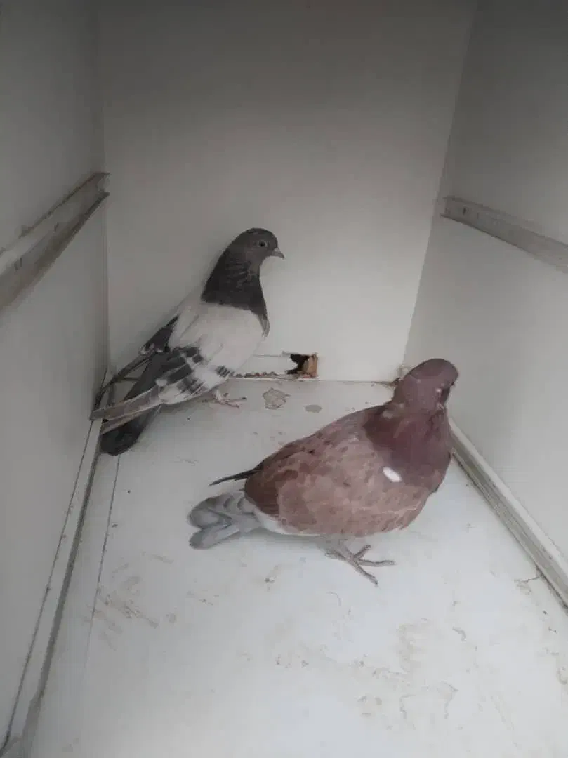 جوجه پرشی ساعتی بالا|پرنده|محمدشهر, محمدشهر|دیوار