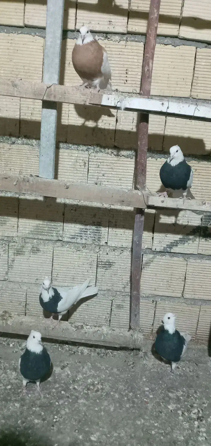 طوقی پرشی|پرنده|شاهین‌شهر, خانه کارگر|دیوار