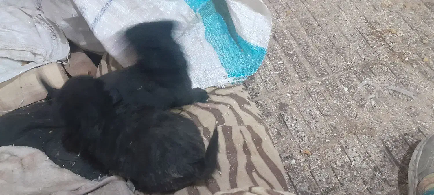 سگ شیتزو|سگ|سبزوار, مدرس|دیوار