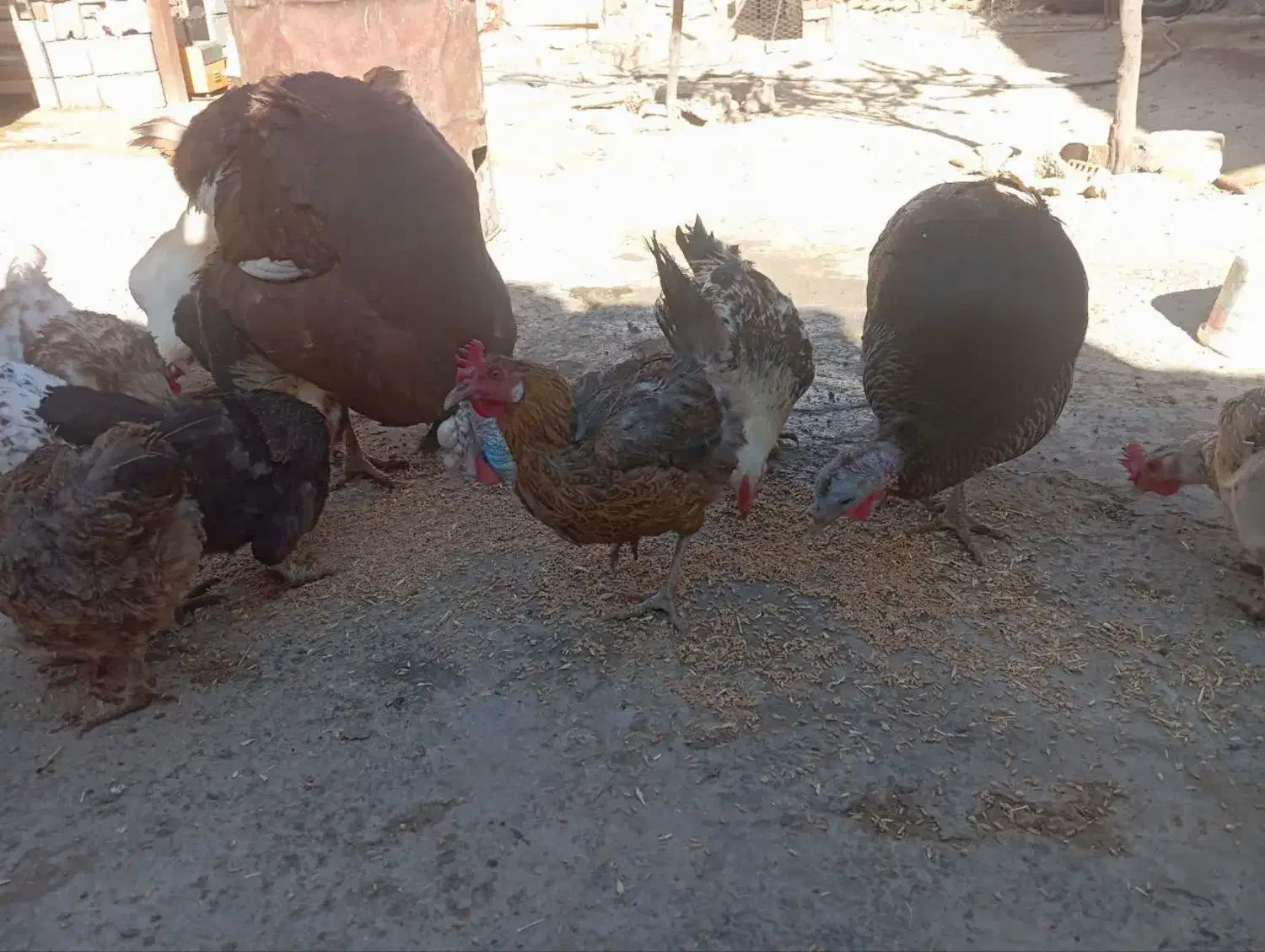 بوقلمون نر و ماده|حیوانات مزرعه|دهگلان, |دیوار