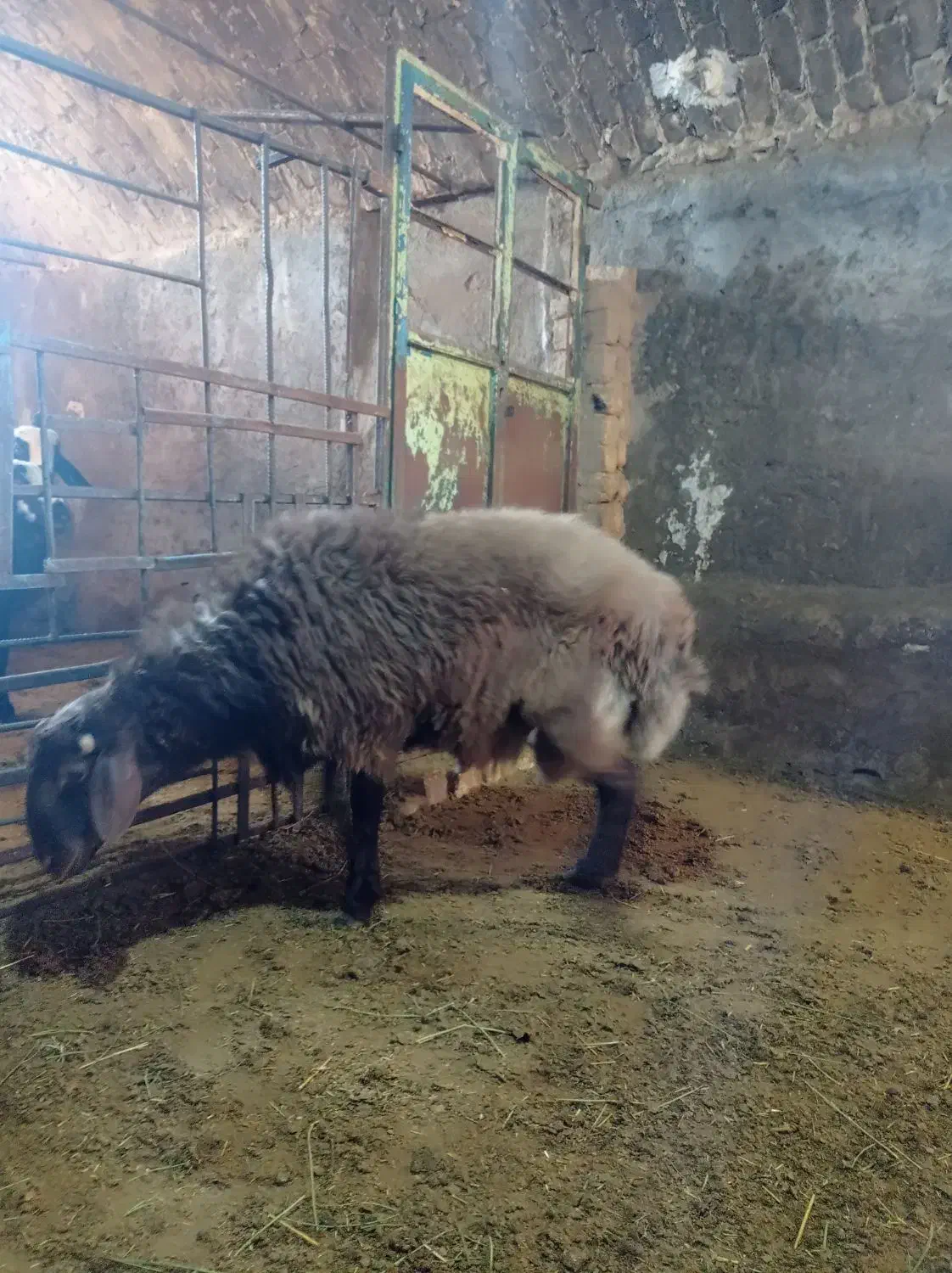 بره نر چاق جو خورده|حیوانات مزرعه|خنجین, |دیوار