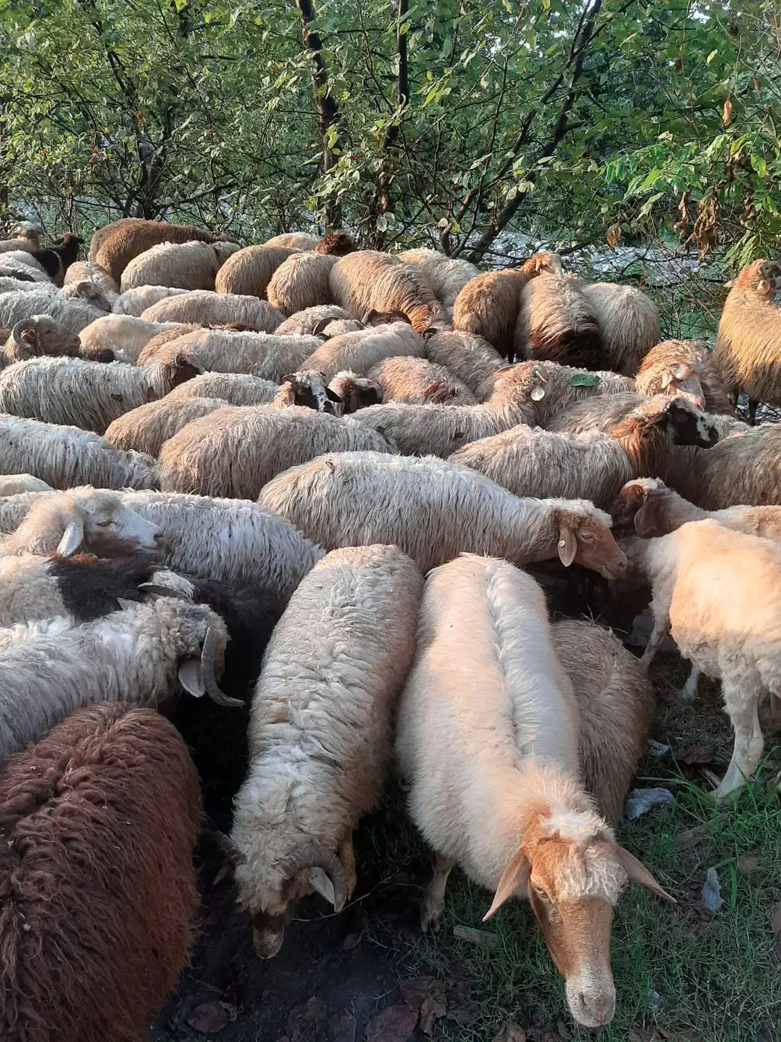 فروش گوسفندنر وماده چاق|حیوانات مزرعه|شاندرمن, |دیوار